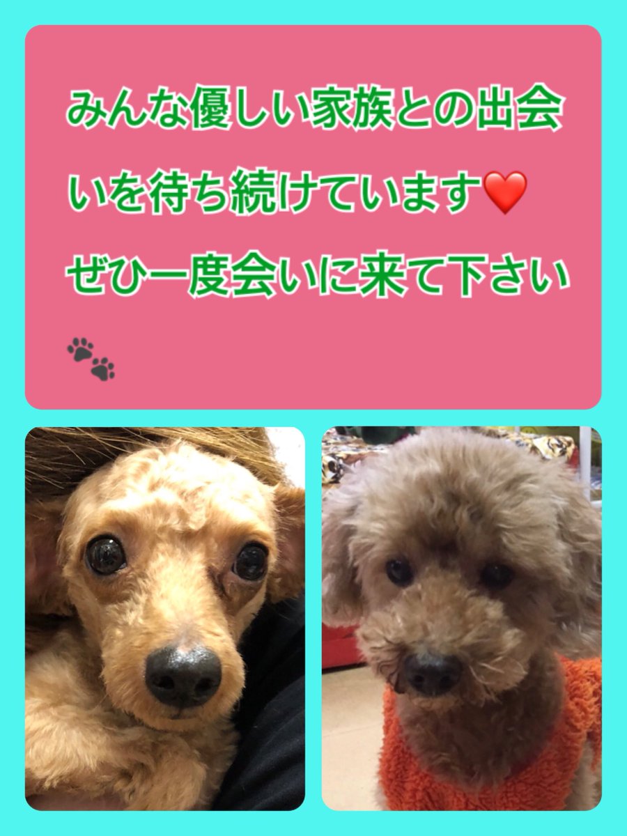 🐾今日の里親様募集中ワンコ🐶メンバーです🐾2019,10,28